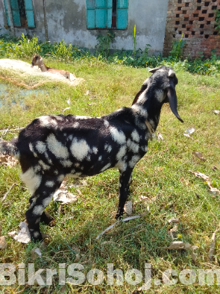 ব্লাক বেঙ্গল পাঠা ছাগল